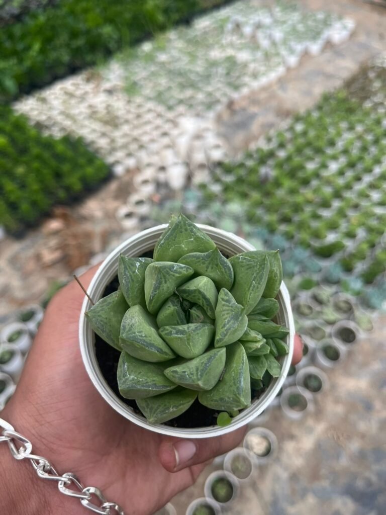 Haworthia Cymbiformis succulent plant
