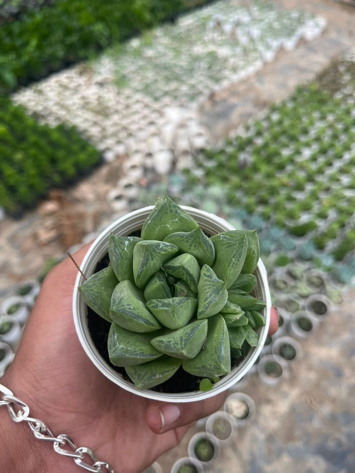 Haworthia Cymbiformis succulent plant - Image 2