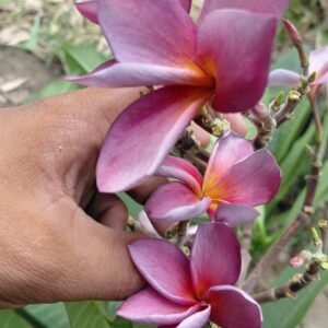 Sweet Fragnance Plumeria Id Purple Serendipity Healthy Plant - Image 2