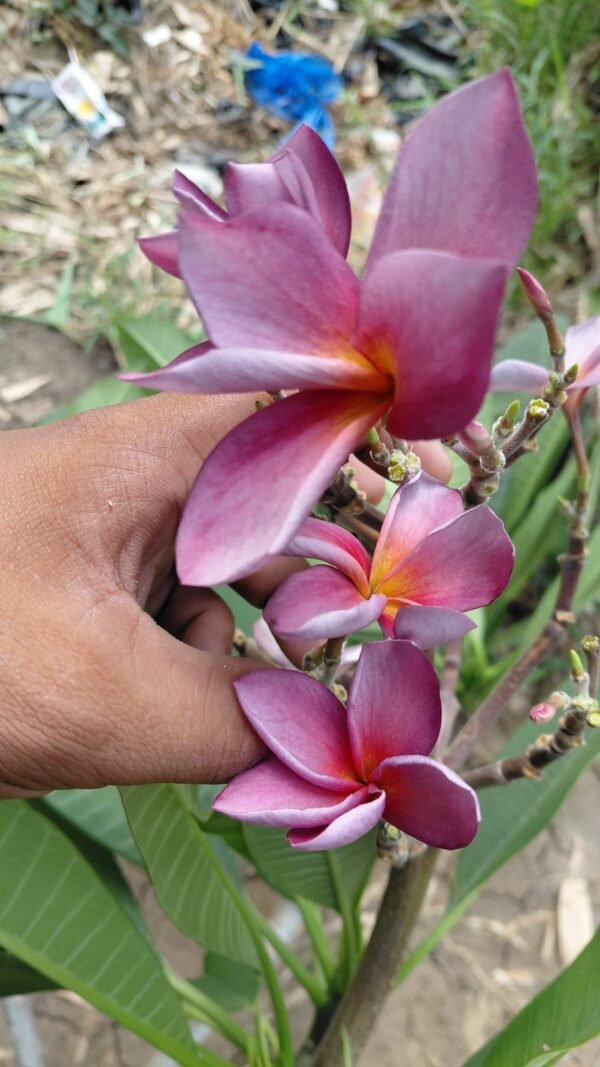 Sweet Fragnance Plumeria Id Purple Serendipity Healthy Plant