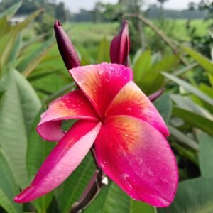 Sweet Fragnance Plumeria Id Intence Rainbow Healthy Plant - Image 2