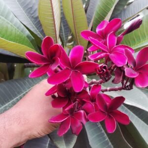 Sweet Fragnance Plumeria Id Scott Pratt Healthy Plant - Image 2