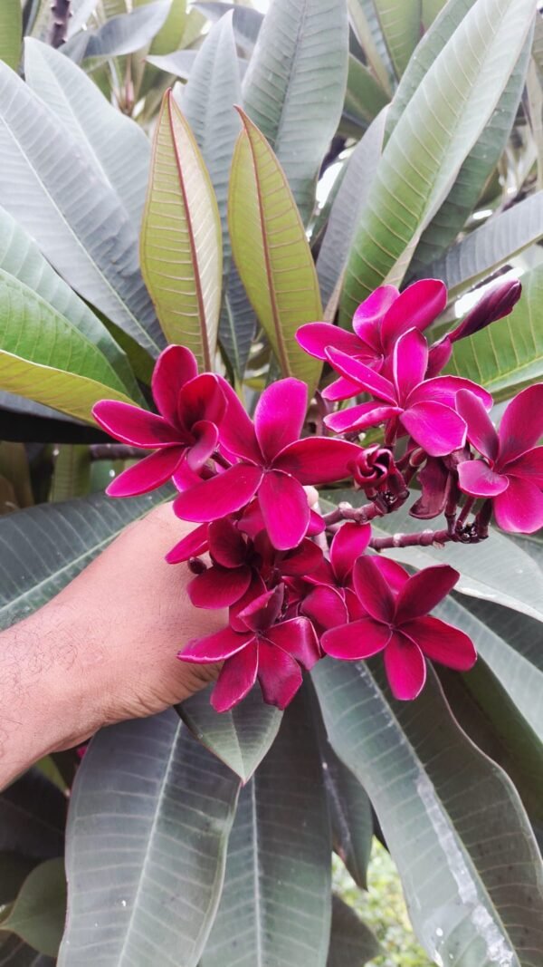 Sweet Fragnance Plumeria Id Scott Pratt Healthy Plant