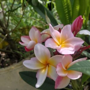 Sweet Fragnance Plumeria Id Thaigold Healthy Plant - Image 2