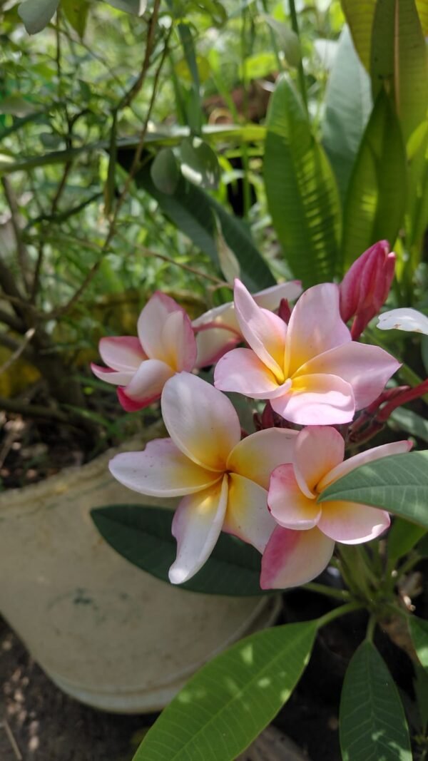 Sweet Fragnance Plumeria Id Thaigold Healthy Plant