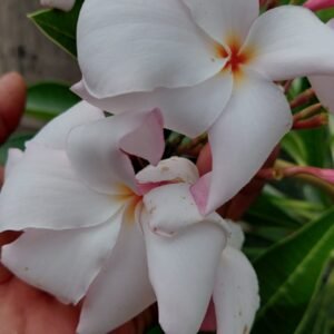 Sweet Fragnance Plumeria Id My White Valentine Healthy Plant - Image 2