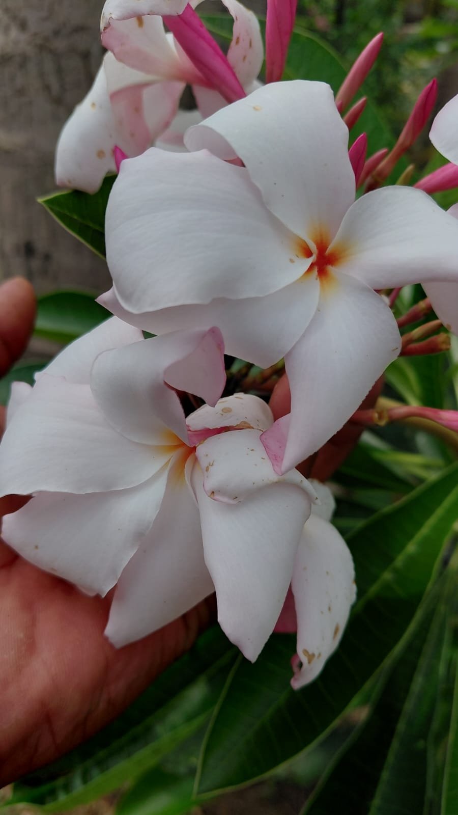Sweet Fragnance Plumeria Id My White Valentine Healthy Plant - Image 2