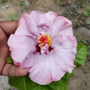 Hybrid Double Petal Purple Variety Hibiscus/Gudhal Flower Plant - Image 3