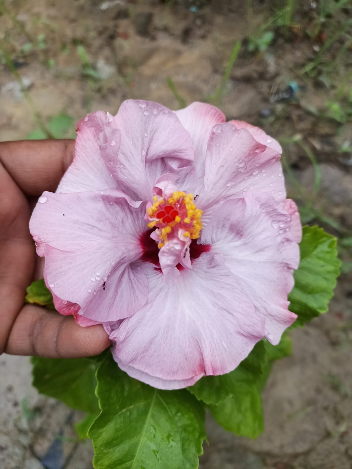 Hybrid Double Petal Purple Variety Hibiscus/Gudhal Flower Plant - Image 3