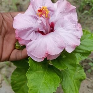 Hybrid Double Petal Purple Variety Hibiscus/Gudhal Flower Plant