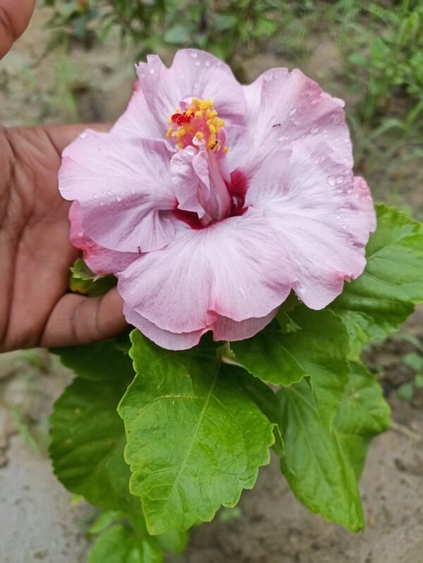 Hybrid Double Petal Purple Variety Hibiscus/Gudhal Flower Plant