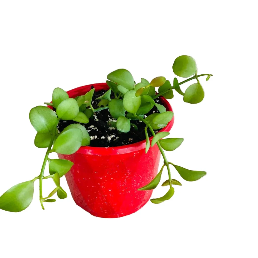 String of Nickels (Dischidia Nummularia)-Versatile Trailing Plant