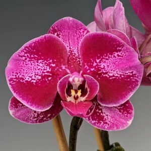 Phalaenopsis Orchid Younghome Benny YH0411 Seedling