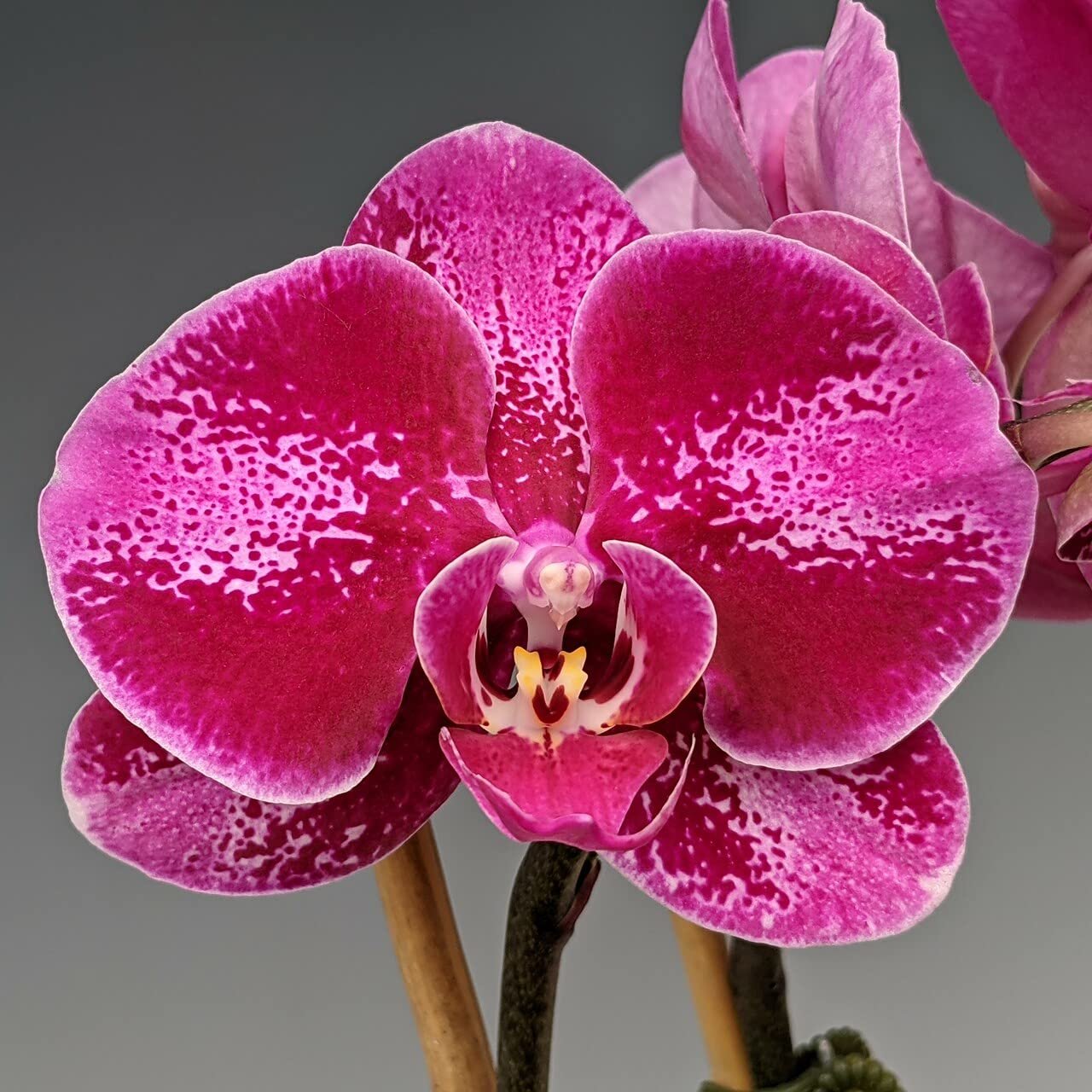 Phalaenopsis Orchid Younghome Benny YH0411 Seedling - Image 1