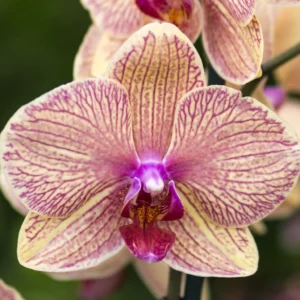 Phalaenopsis Orchid Younghome Golden Leopard YH0167 Seedling