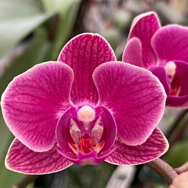 Phalaenopsis Orchid Younghome Pink YH0240 Seedling