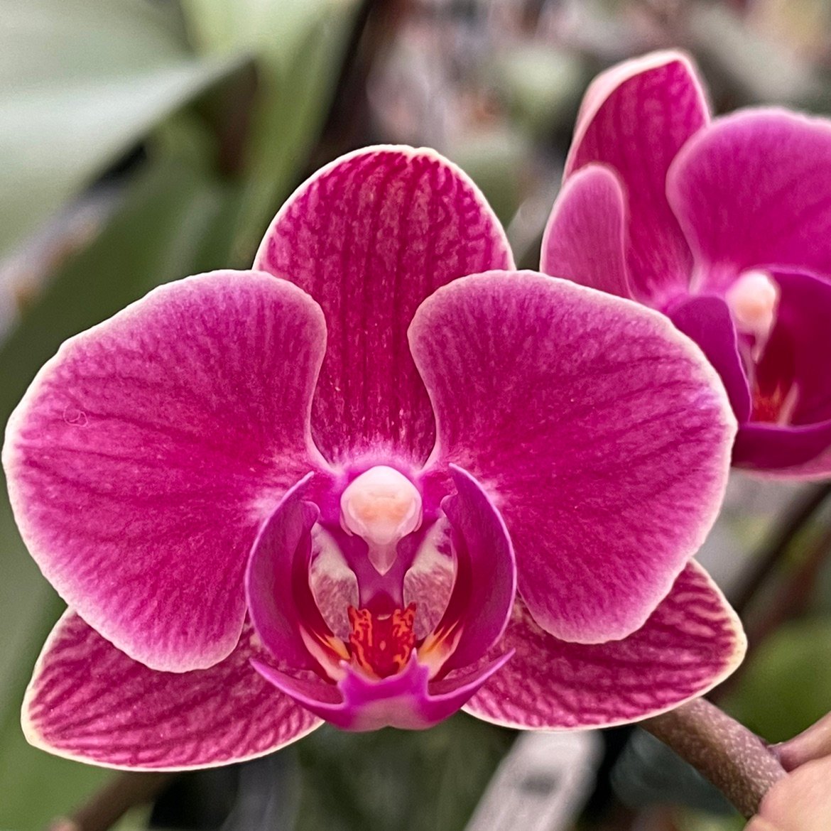 Phalaenopsis Orchid Younghome Pink YH0240 Seedling - Image 1