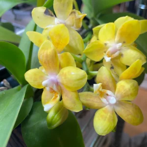 Phalaenopsis Orchid Younghome Golden YH0262 Seedling