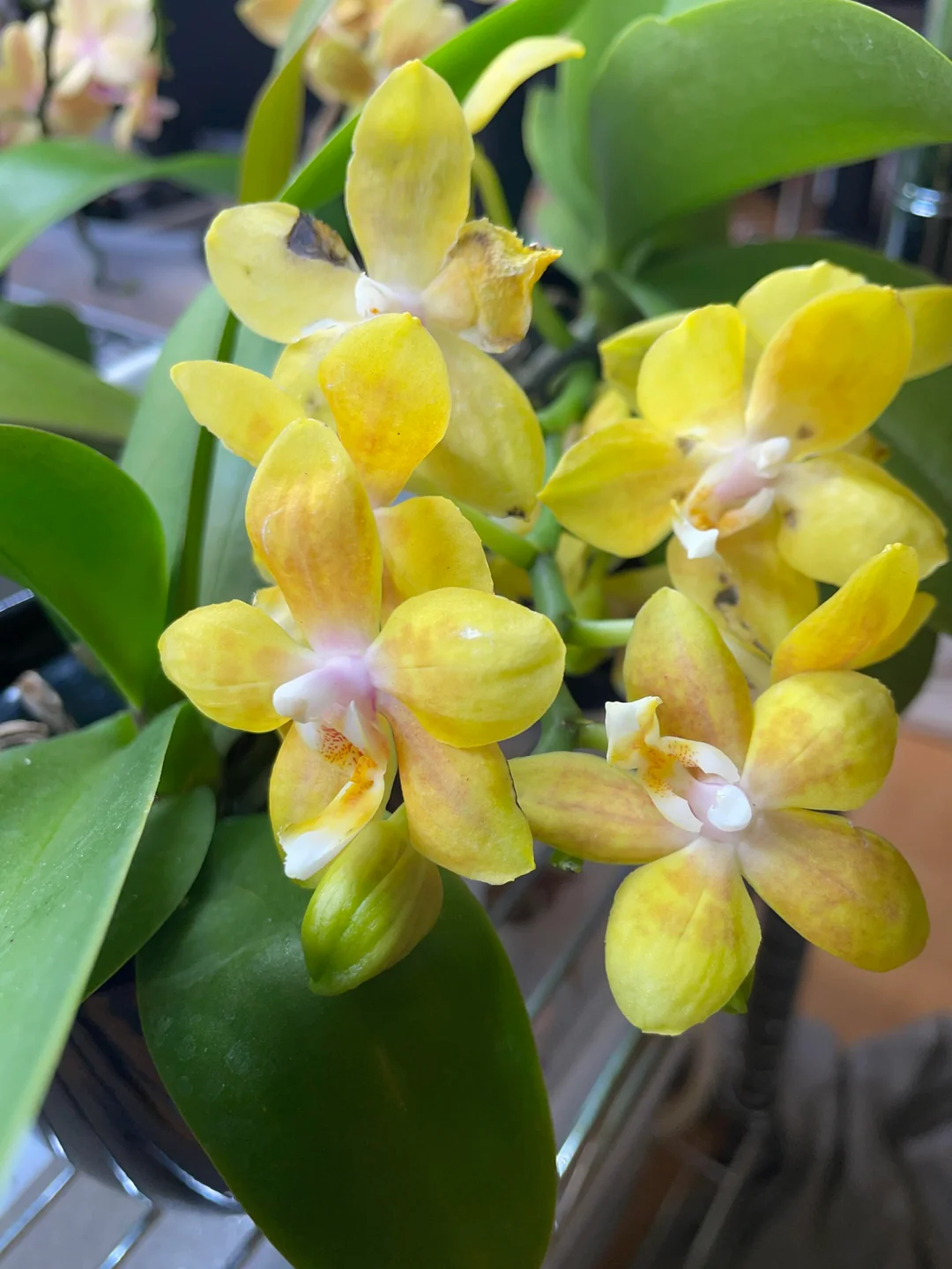 Phalaenopsis Orchid Younghome Golden YH0262 Seedling - Image 1