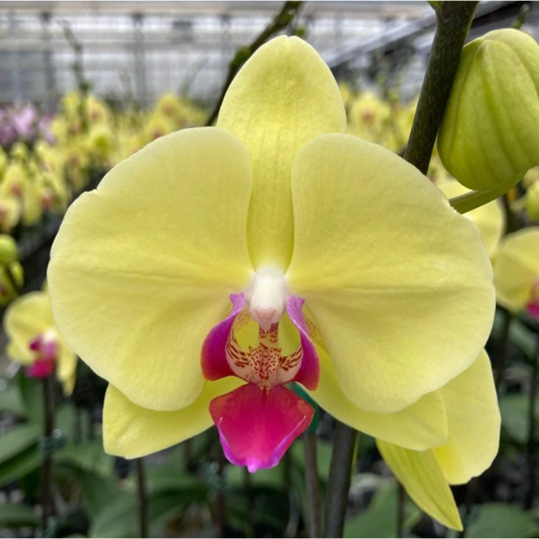Phalaenopsis Orchid Younghome Golden YH0277 / YH0281 Seedling - Image 1