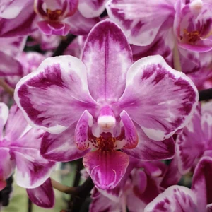 Phalaenopsis Orchid Younghome Kaleido YH0364 Seedling