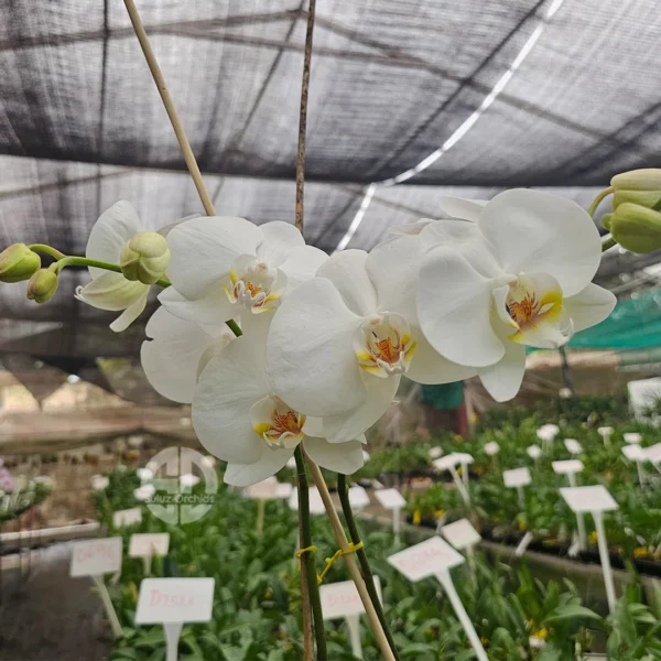 Phalaenopsis Orchid Younghome Princess YH0196 Seedling