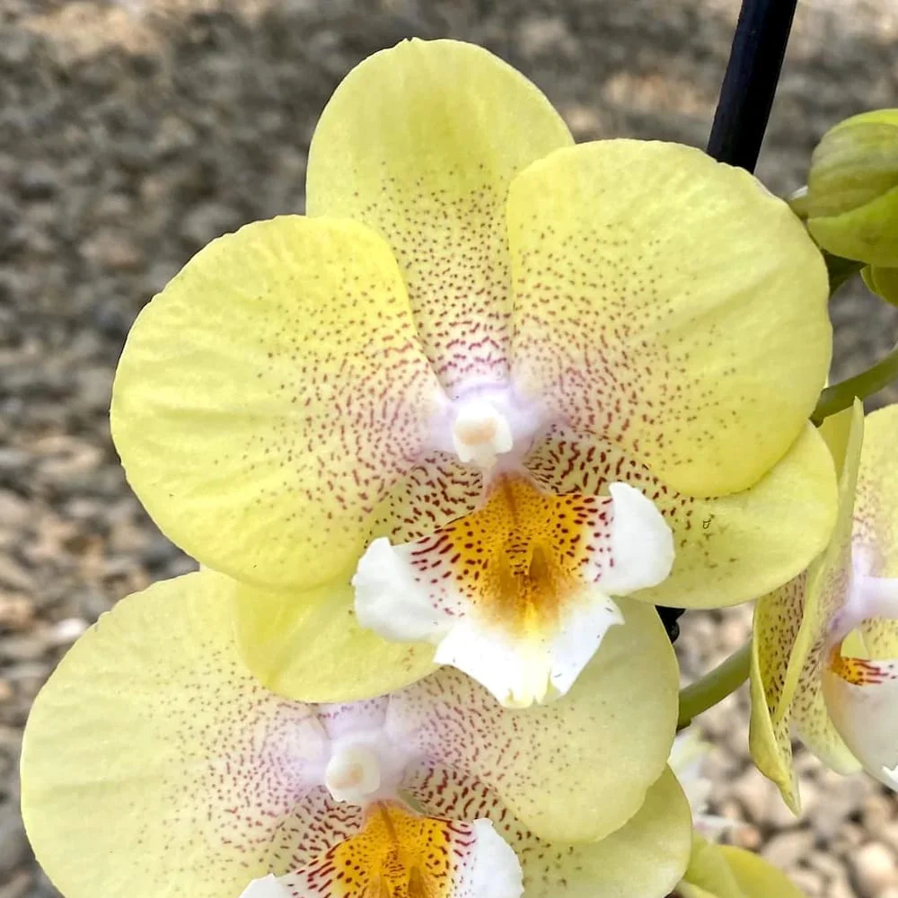 Phalaenopsis Orchid Younghome Walle YH05110 Seedling - Image 1