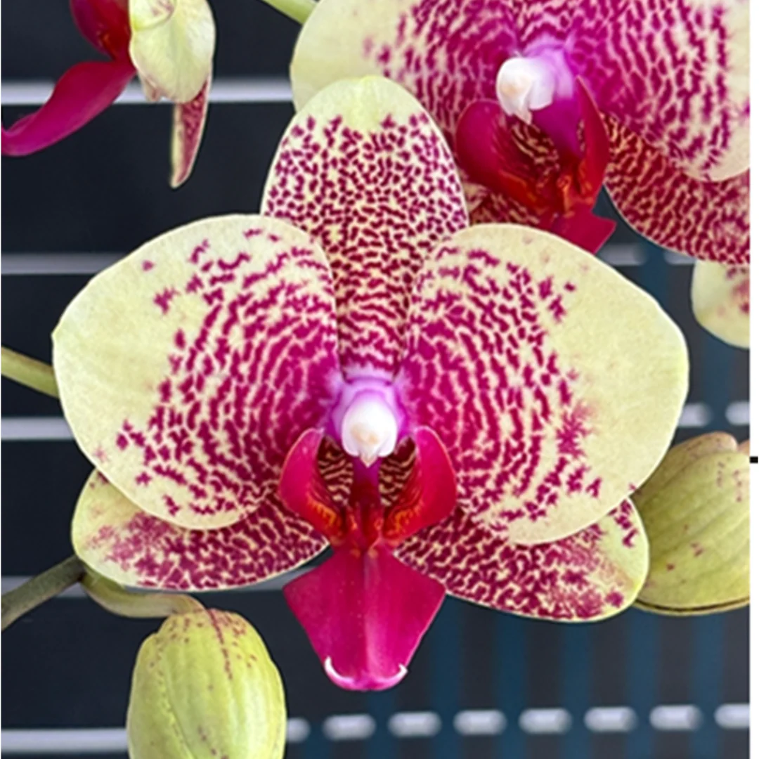 Phalaenopsis Orchid Younghome Yakurto YH05261 Seedling - Image 1