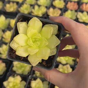 Golden Yellow Haworthia Cymbiformis plant - Image 3
