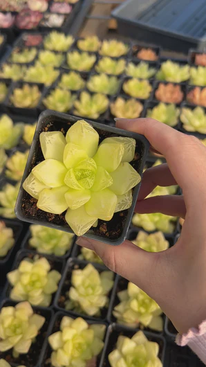 Golden Yellow Haworthia Cymbiformis plant