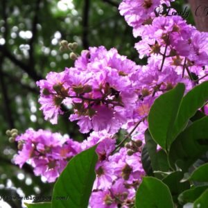 Furush Rare Variety Flower Healthy Plant - Image 4