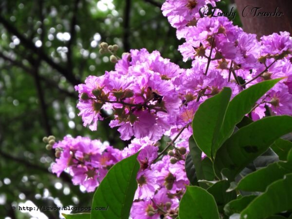 Furush Rare Variety Flower Healthy Plant