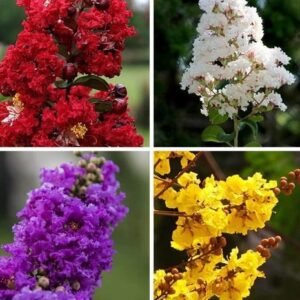 Furush Rare Variety Flower Healthy Plant