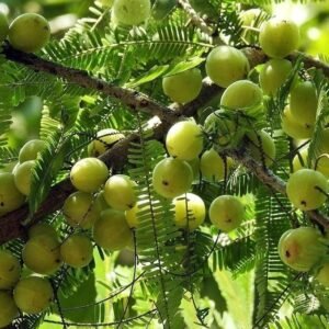 Amla/Avala/Nelli Indian Gooseberry Grafted Healthy Live Plant