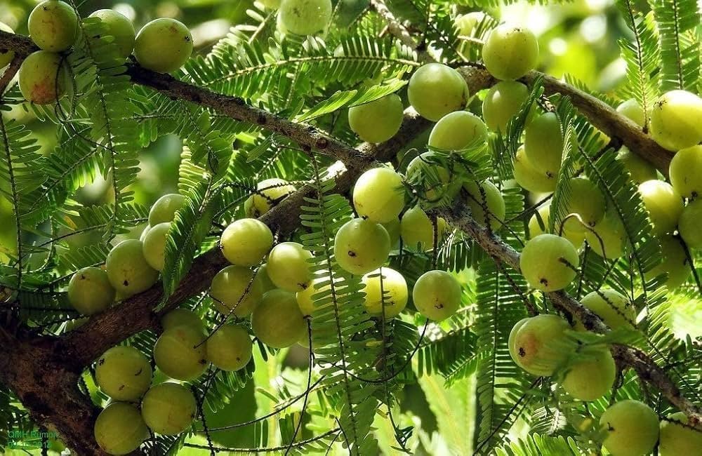 Amla/Avala/Nelli Indian Gooseberry Grafted Healthy Live Plant - Image 1