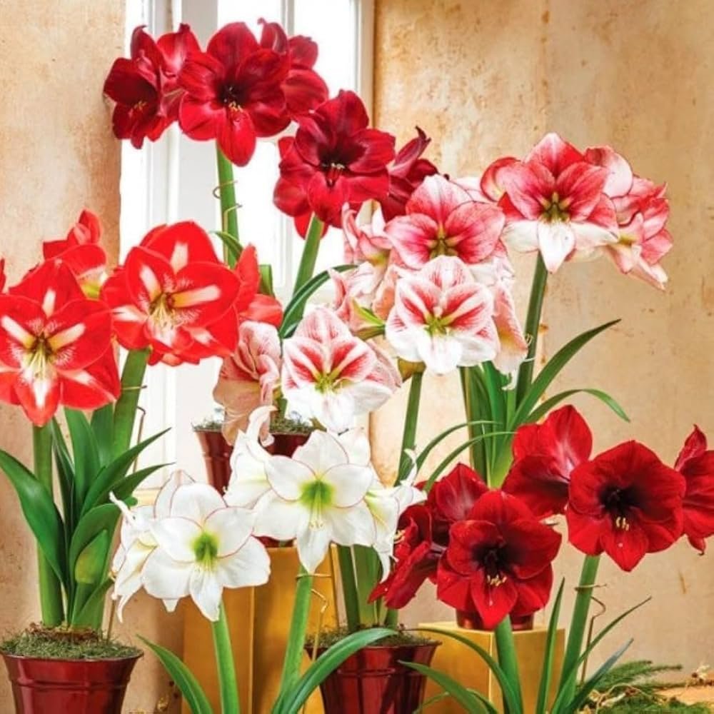Amaryllis Lily Single Petal Mixed Color Flower Bulb - Image 1