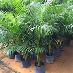 Areca Palm 2-3Foot Longer Healthy Live Plant - Image 3