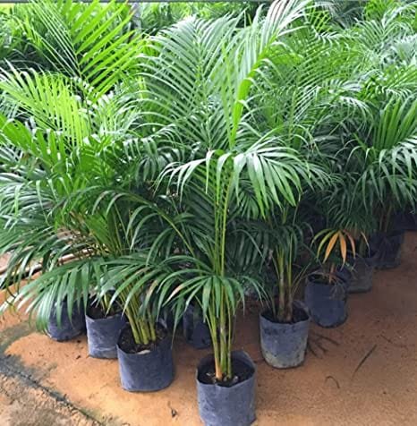 Areca Palm 2-3Foot Longer Healthy Live Plant