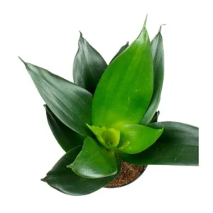Black Jade Dwarf Snake Healthy Live Plant - Image 2