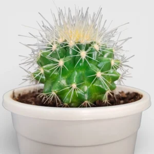 Golden Barrel Cactus - Echinocactus Grusonii Plant - Image 2
