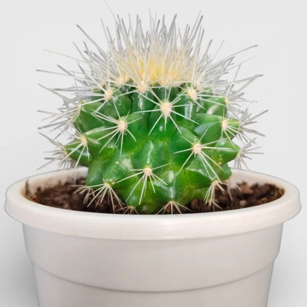 Golden Barrel Cactus - Echinocactus Grusonii Plant