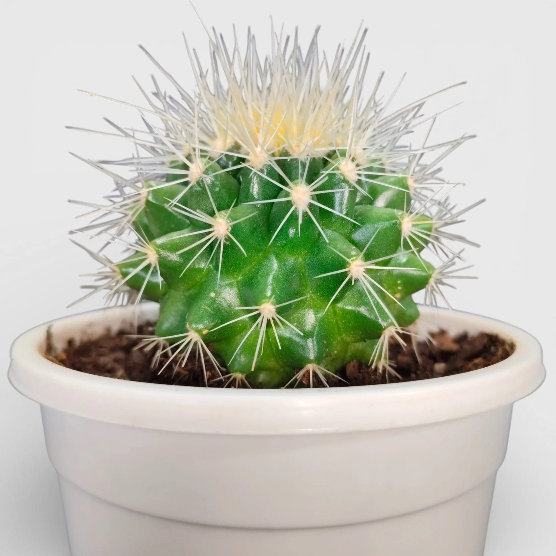 Golden Barrel Cactus - Echinocactus Grusonii Plant - Image 2