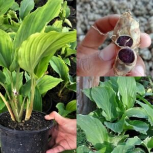Rare Thai Black Ginger/Black Galangal Herbal Healthy Plant - Image 3