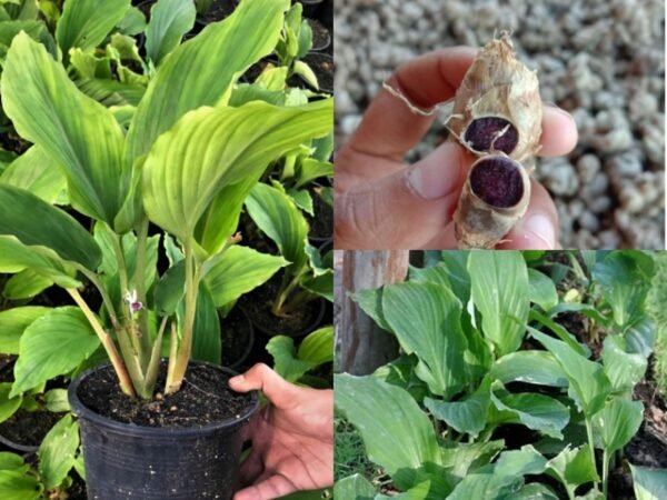 Rare Thai Black Ginger/Black Galangal Herbal Healthy Plant