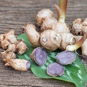 Rare Black Ginger Fresh Bulbs - Image 3