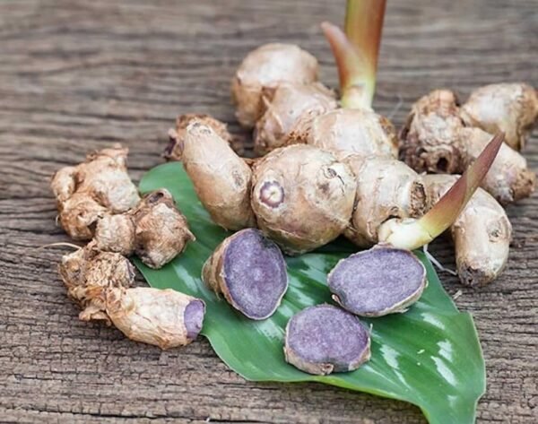 Rare Black Ginger Fresh Bulbs