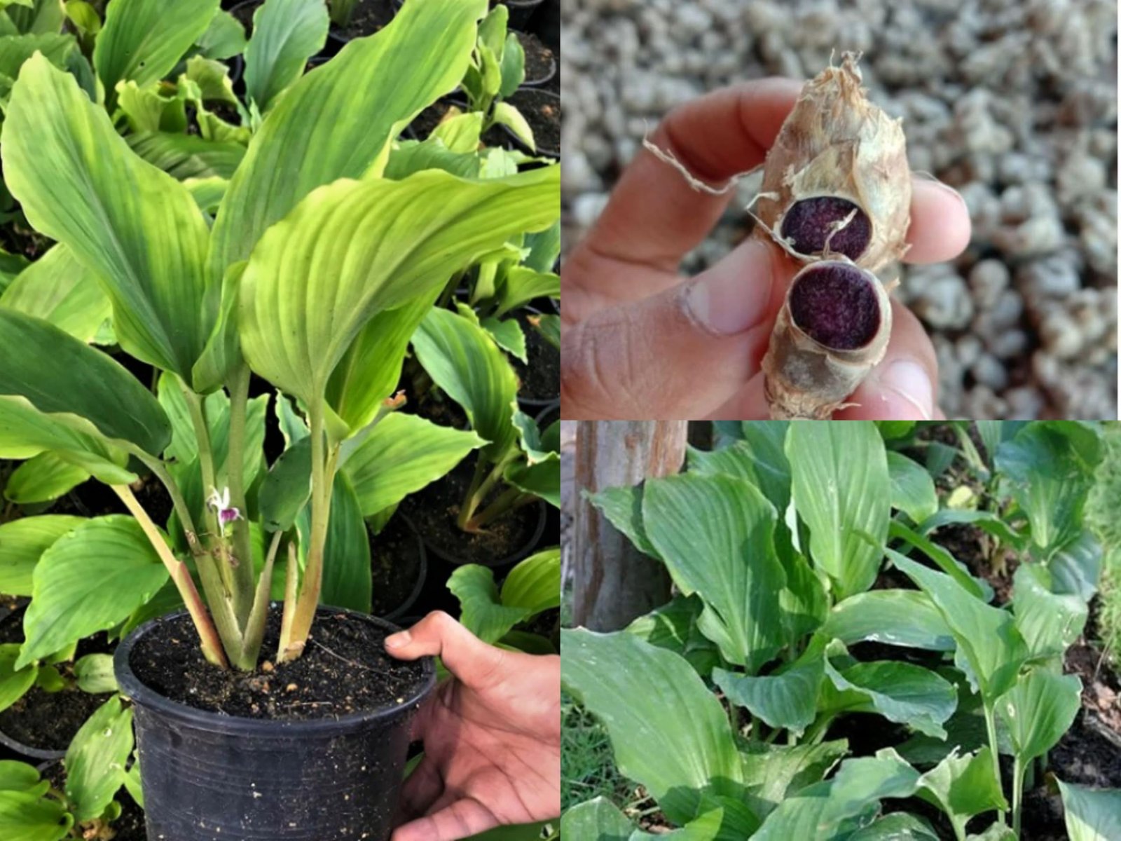 Rare Thai Black Ginger/Black Galangal Herbal Healthy Plant - Image 3