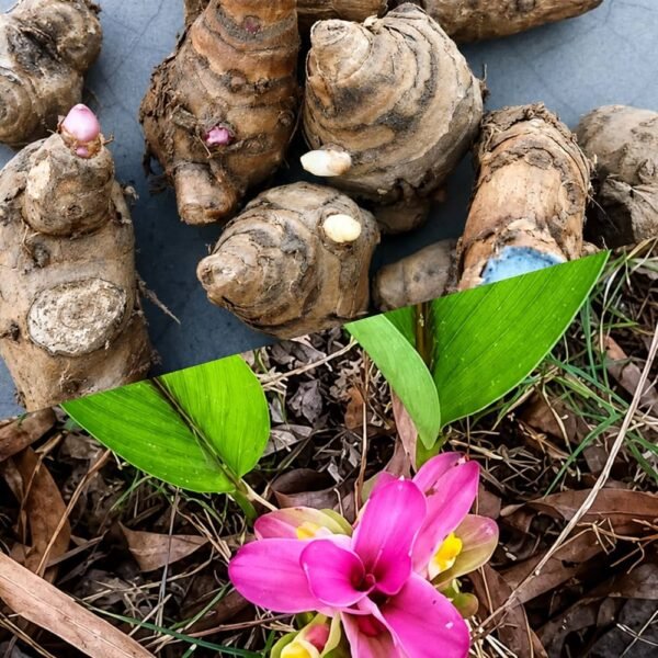 Black Turmeric/Haldi Fresh Bulb