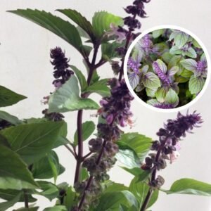 African Blue Basil/Tulsi Healthy Camphor Smell Plant - Image 3