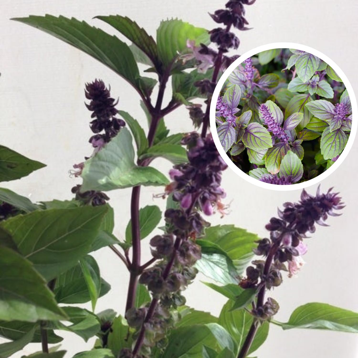 African Blue Basil/Tulsi Healthy Camphor Smell Plant - Image 3